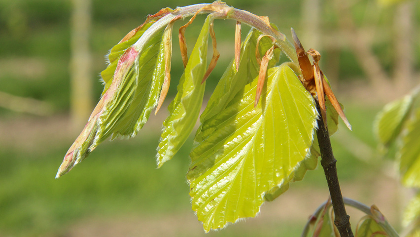 Fagus sylvatica 'Zlatia' liście
