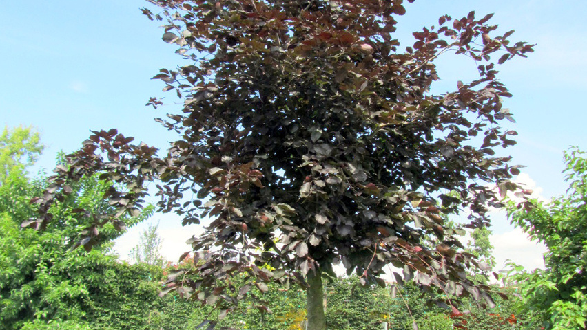 Fagus sylvatica 'Purpurea Latifolia' standard tree