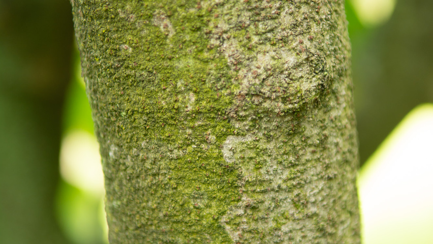 Ficus carica kora