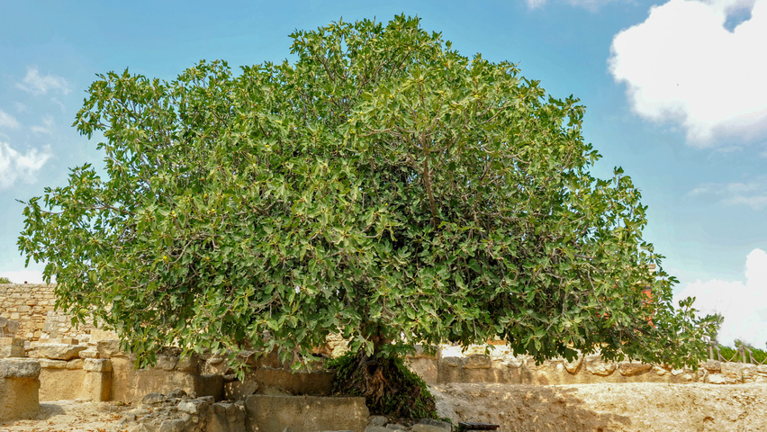 Ficus carica chatakterystyczne