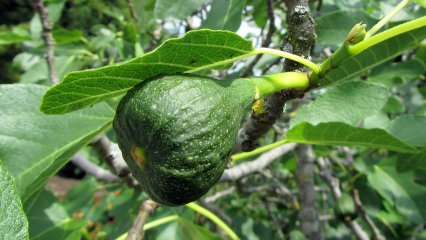 Ficus carica owoce