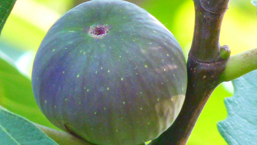 Ficus carica owoce
