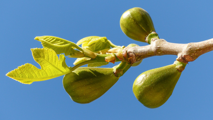 Ficus carica owoce