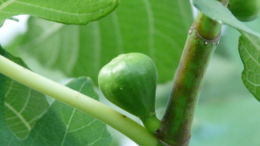 Ficus carica owoce