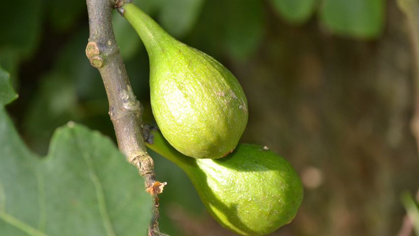Ficus carica owoce