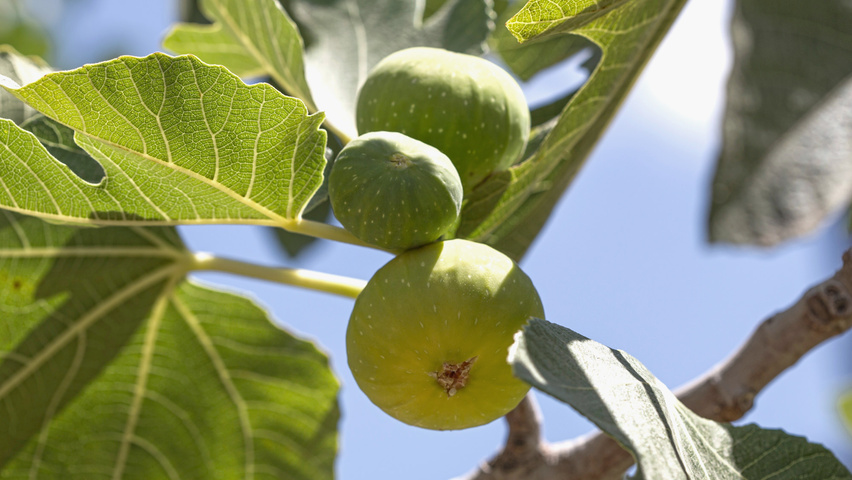 Ficus carica owoce