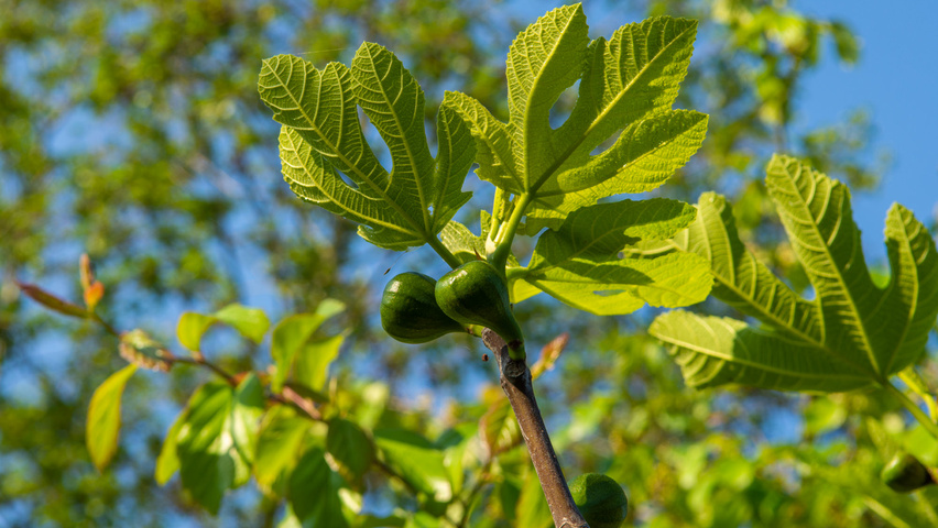 Ficus carica owoce