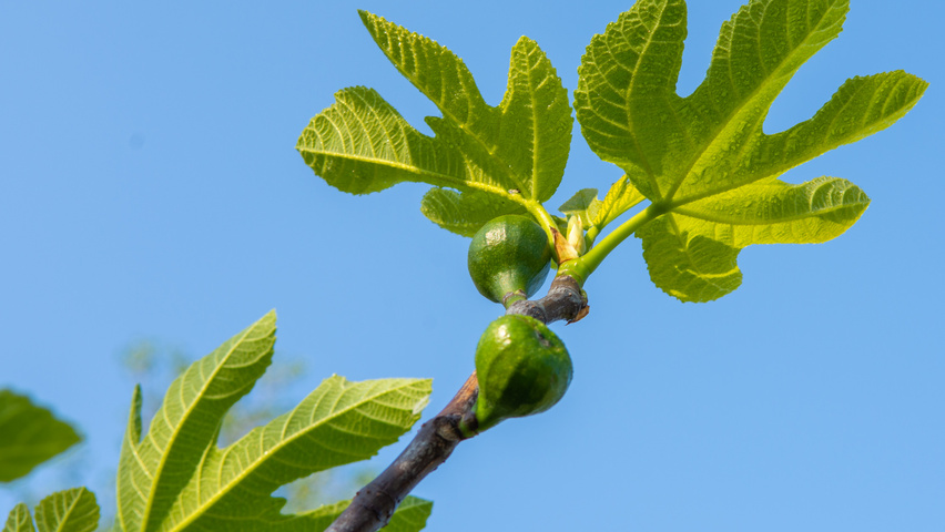 Ficus carica owoce