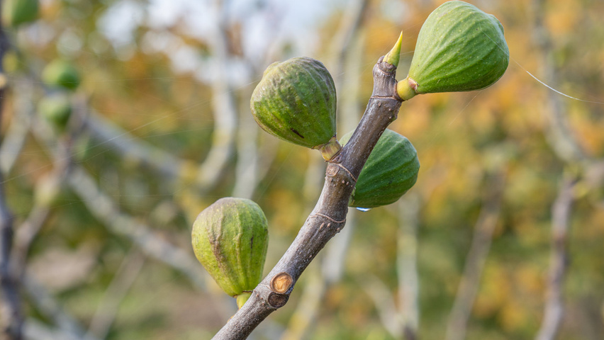 Ficus carica owoce