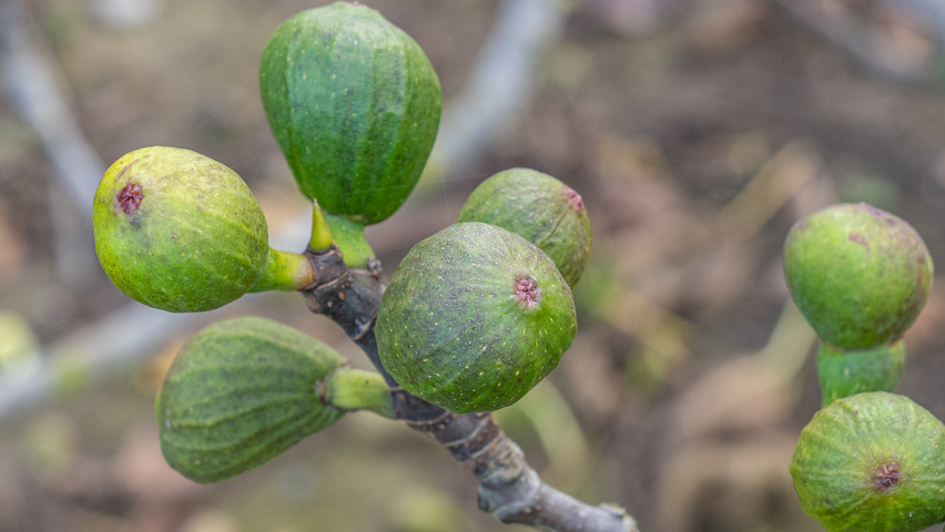 Ficus carica owoce