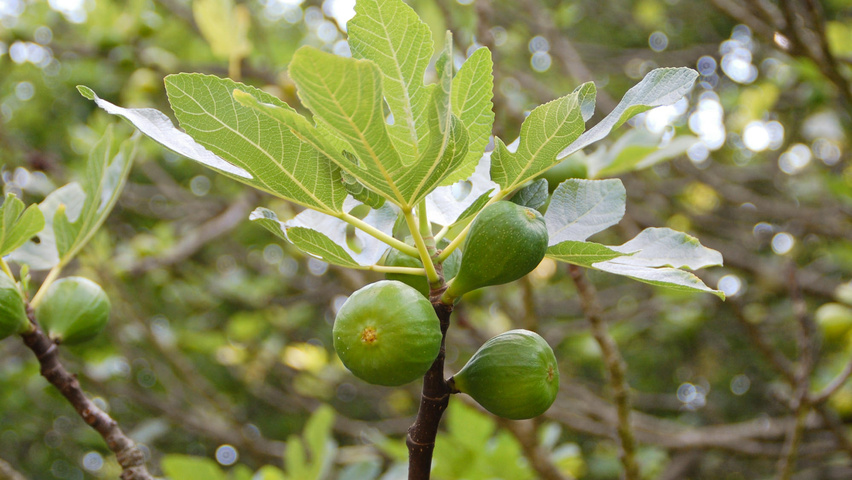 Ficus carica owoce