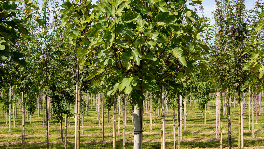 Ficus carica pienne