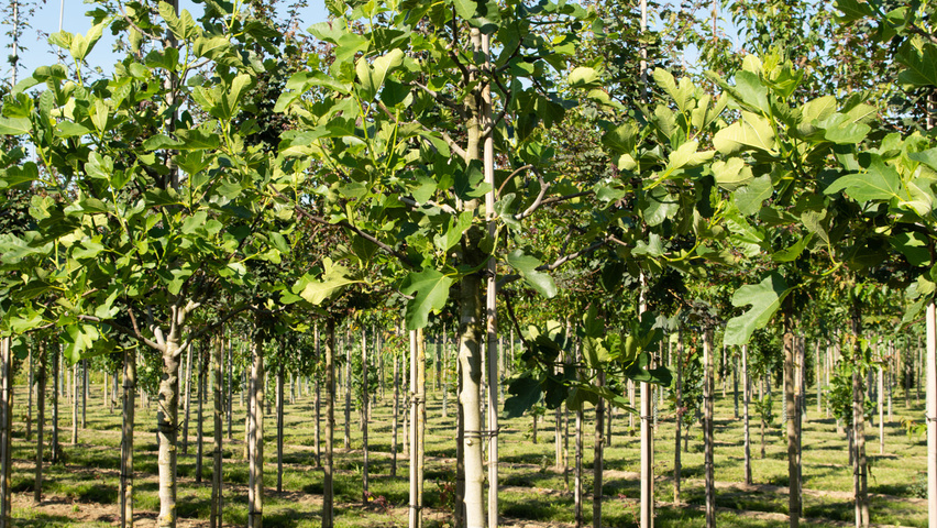 Ficus carica pienne
