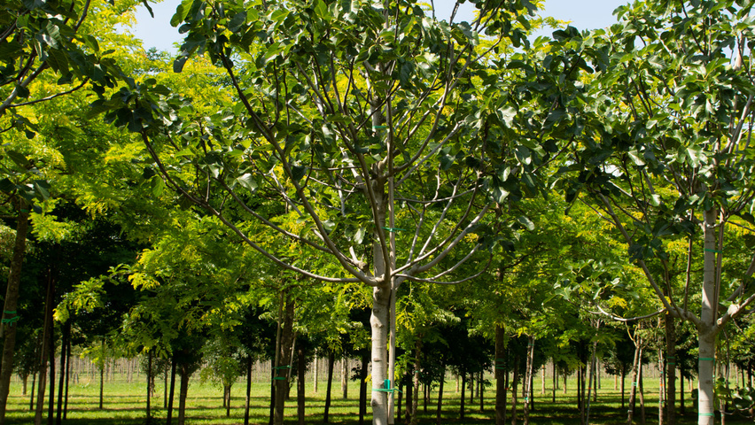 Ficus carica pienne