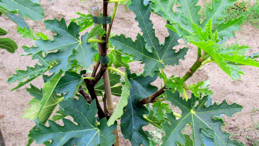 Ficus carica 'Ice Crystal' blad
