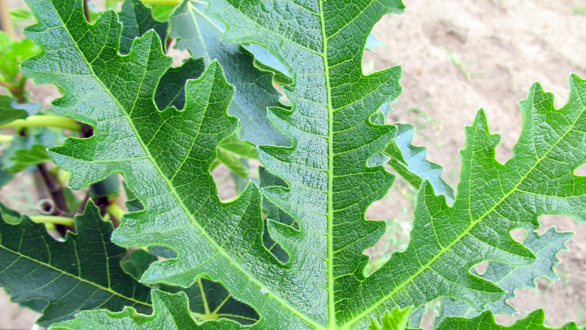 Ficus carica 'Ice Crystal' blad