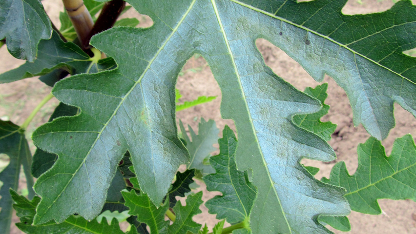 Ficus carica 'Ice Crystal' blad