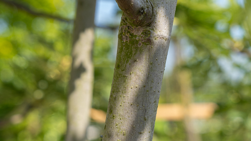 Ficus carica 'Ice Crystal' bast