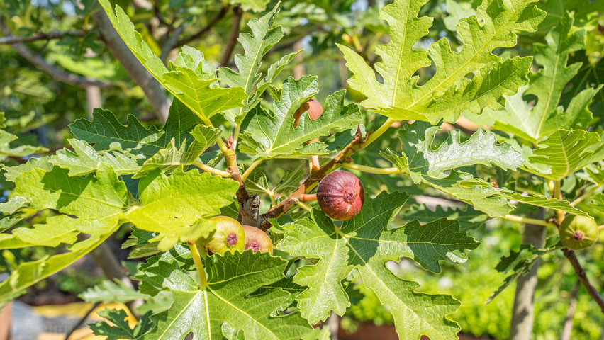 Ficus carica 'Ice Crystal' vrucht