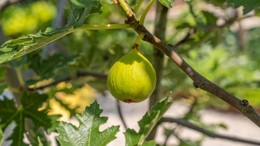 Ficus carica 'Ice Crystal' vrucht
