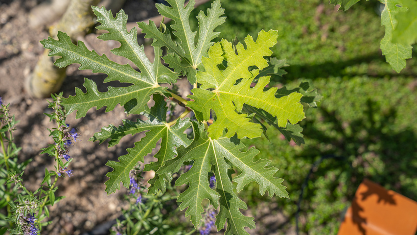 Ficus carica 'Ice Crystal' blad