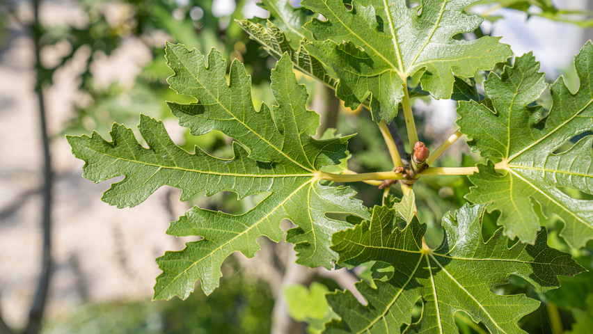 Ficus carica 'Ice Crystal' blad