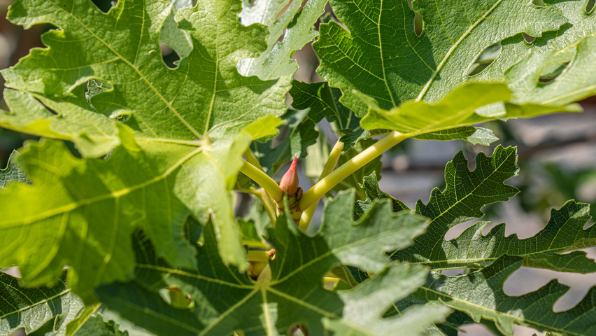 Ficus carica 'Ice Crystal' blad