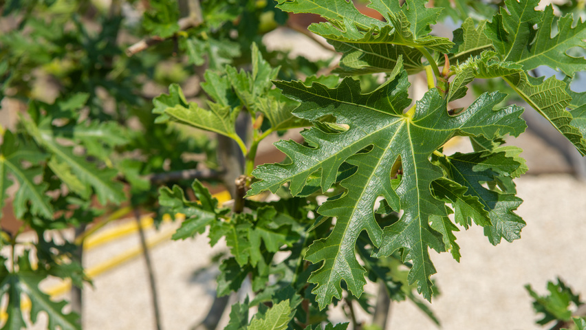 Ficus carica 'Ice Crystal' blad