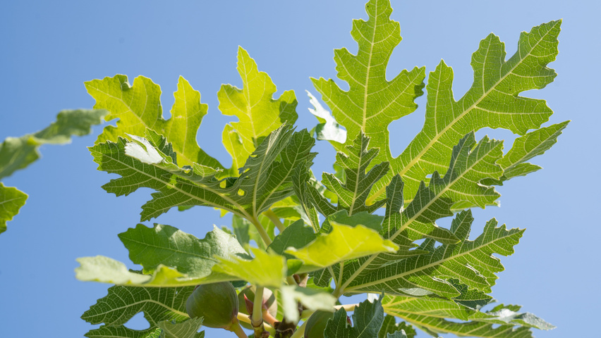 Ficus carica 'Ice Crystal' blad
