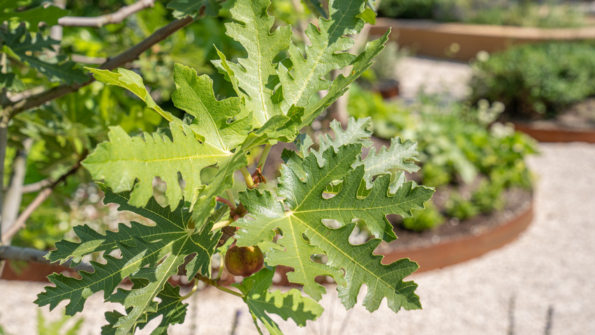 Ficus carica 'Ice Crystal' blad