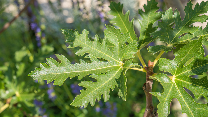 Ficus carica 'Ice Crystal' blad