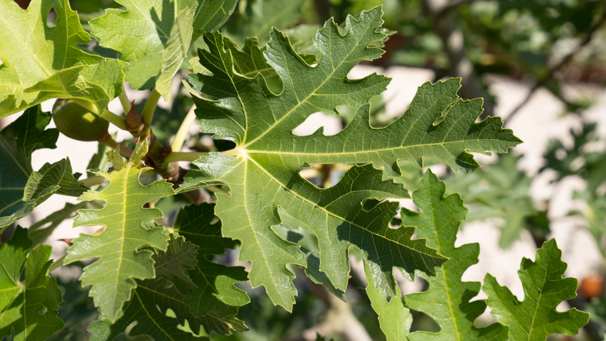 Ficus carica 'Ice Crystal' blad