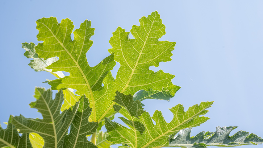 Ficus carica 'Ice Crystal' blad