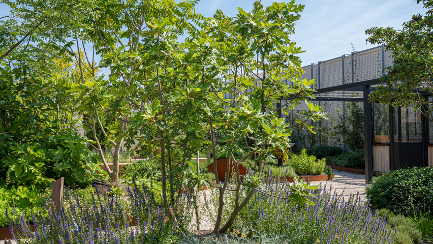 Ficus carica 'Ice Crystal' meerstammig