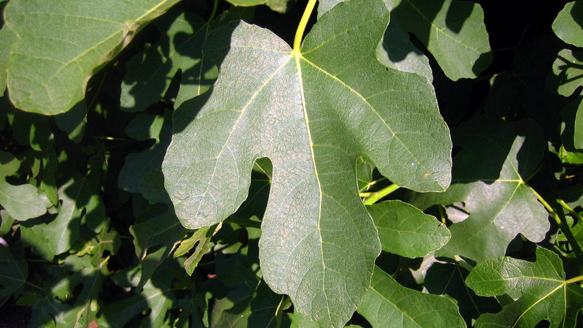 Ficus carica liście