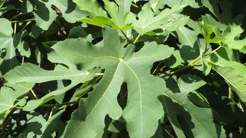 Ficus carica liście