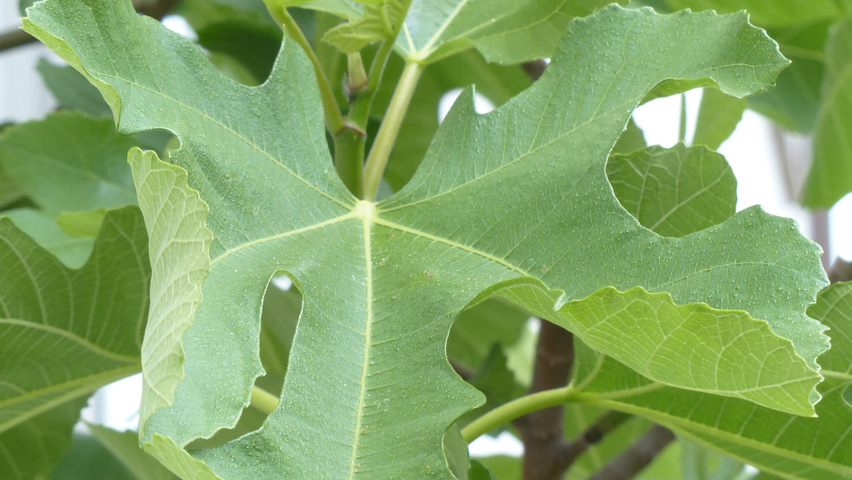 Ficus carica liście