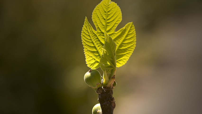 Ficus carica liście