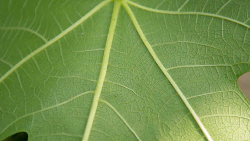 Ficus carica liście