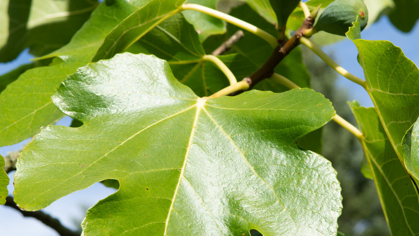 Ficus carica liście