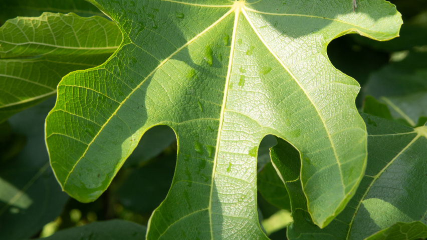 Ficus carica liście