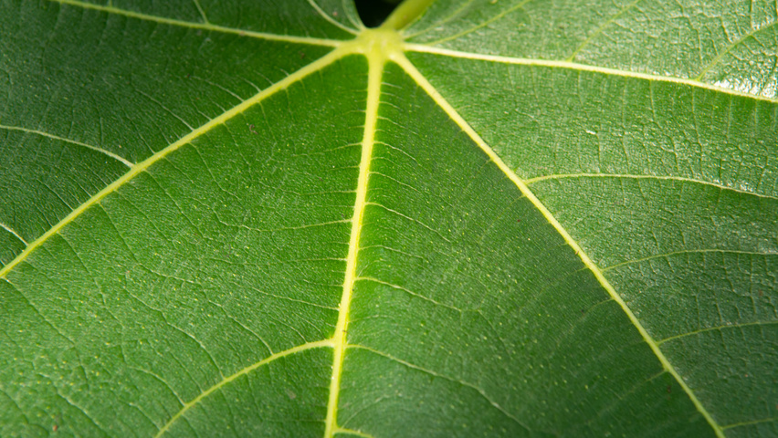 Ficus carica liście