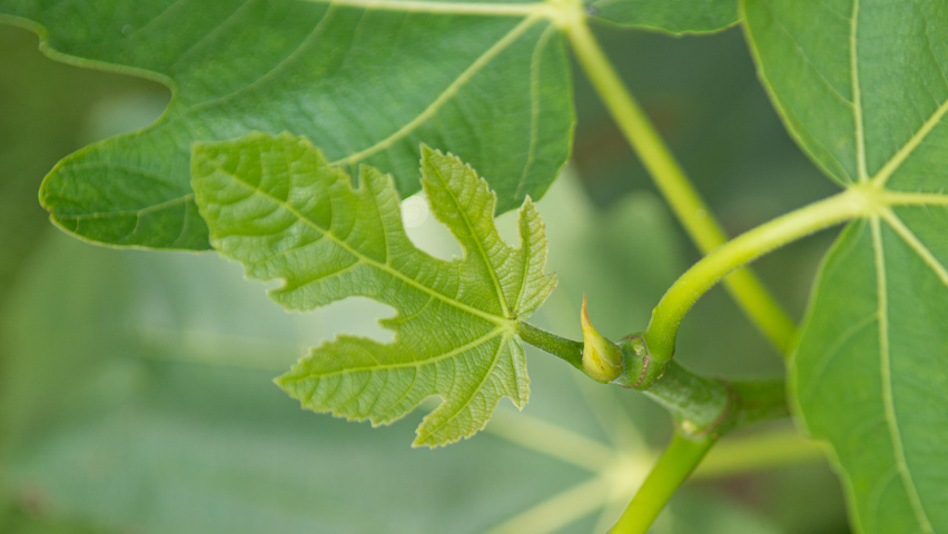 Ficus carica liście