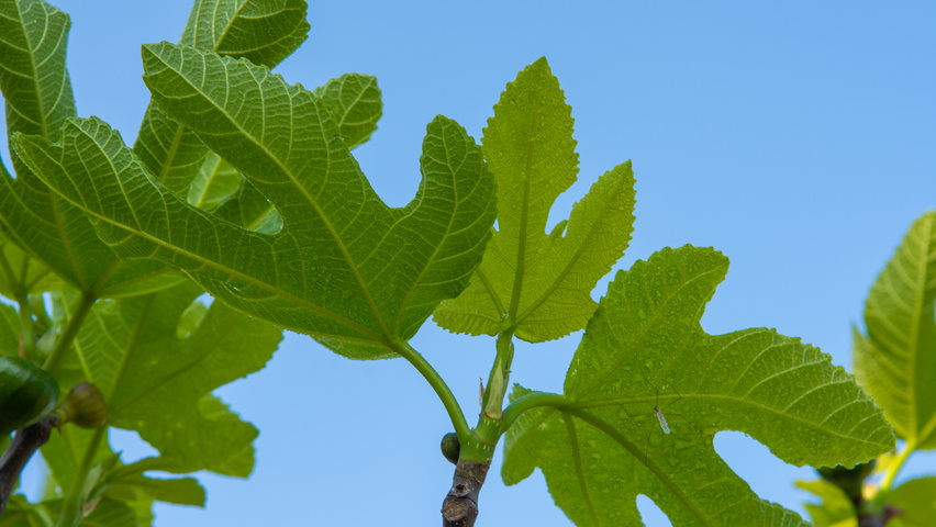 Ficus carica liście