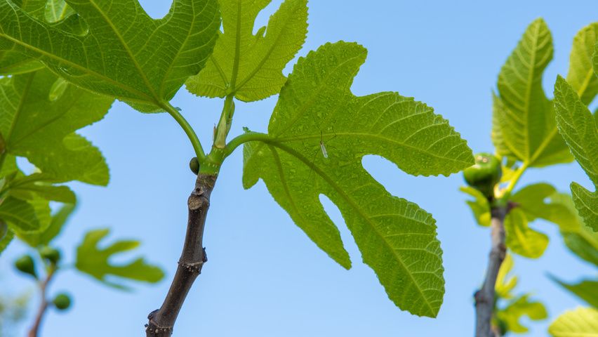 Ficus carica liście