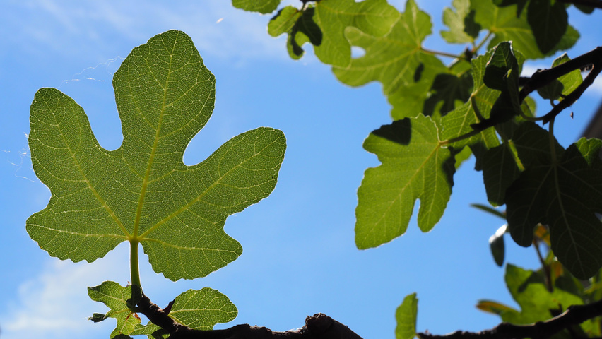 Ficus carica liście