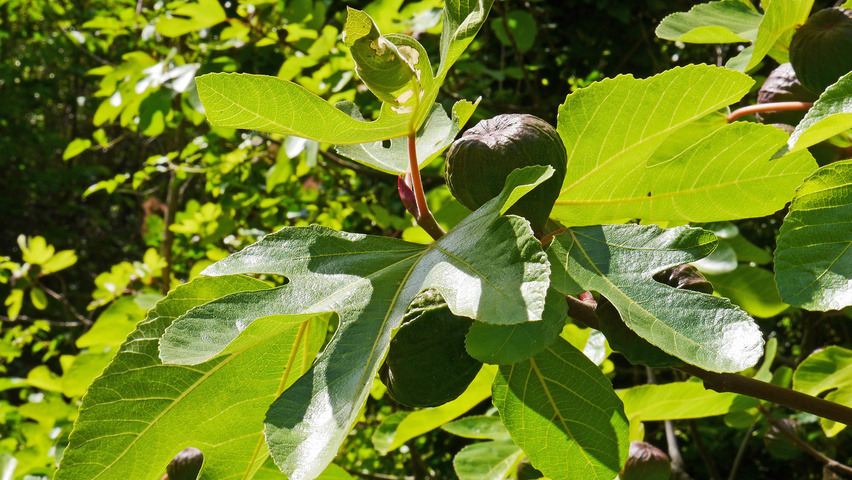 Ficus carica liście
