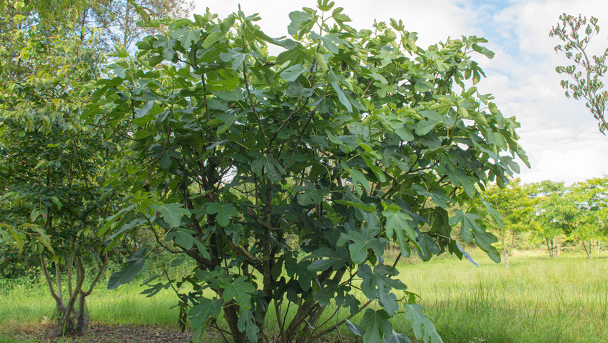 Ficus carica wielopniowy