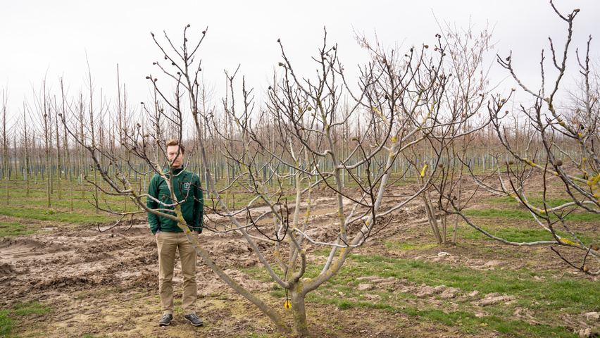 Ficus carica wielopniowy