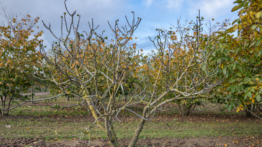 Ficus carica wielopniowy